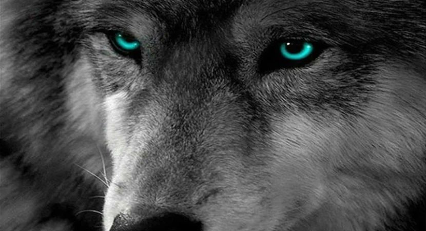 As 
The dust 
Clears ...

I discover 
I am the alpha wolf 
In this story ...

Once unseen...

Now 
Indisputable ...
Extraordinary...

Unforgettable ... #NasserAlMujahid✊🏾💫 #AlphaWolf🐺 #ThurdaysVibes #ThursdayFeeling