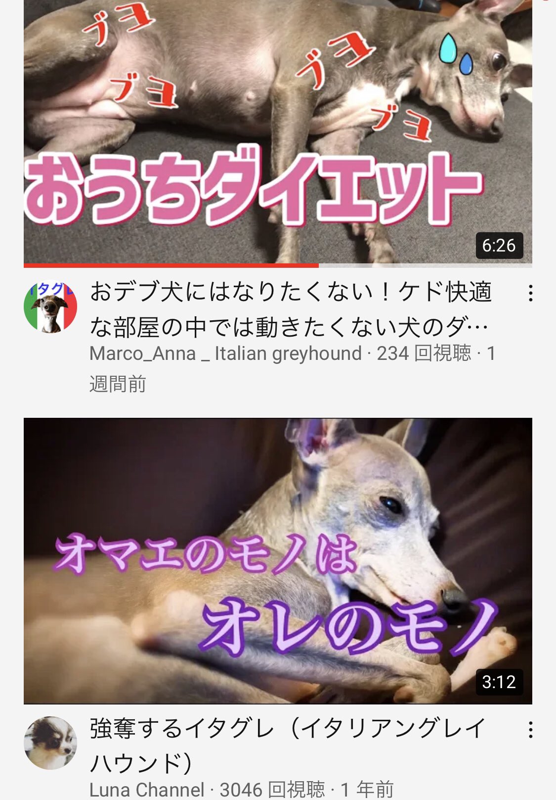 マルコとアンナ イタグレ夫婦 Greyhoundmarco Twitter