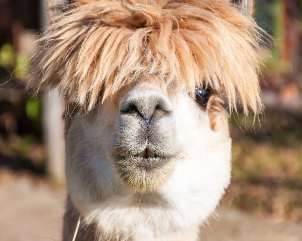 This alpaca tried really, really hard to follow the YouTube instructions for a DIY hair cut