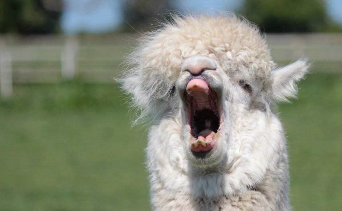 This alpaca's sourdough starter failed.Again.