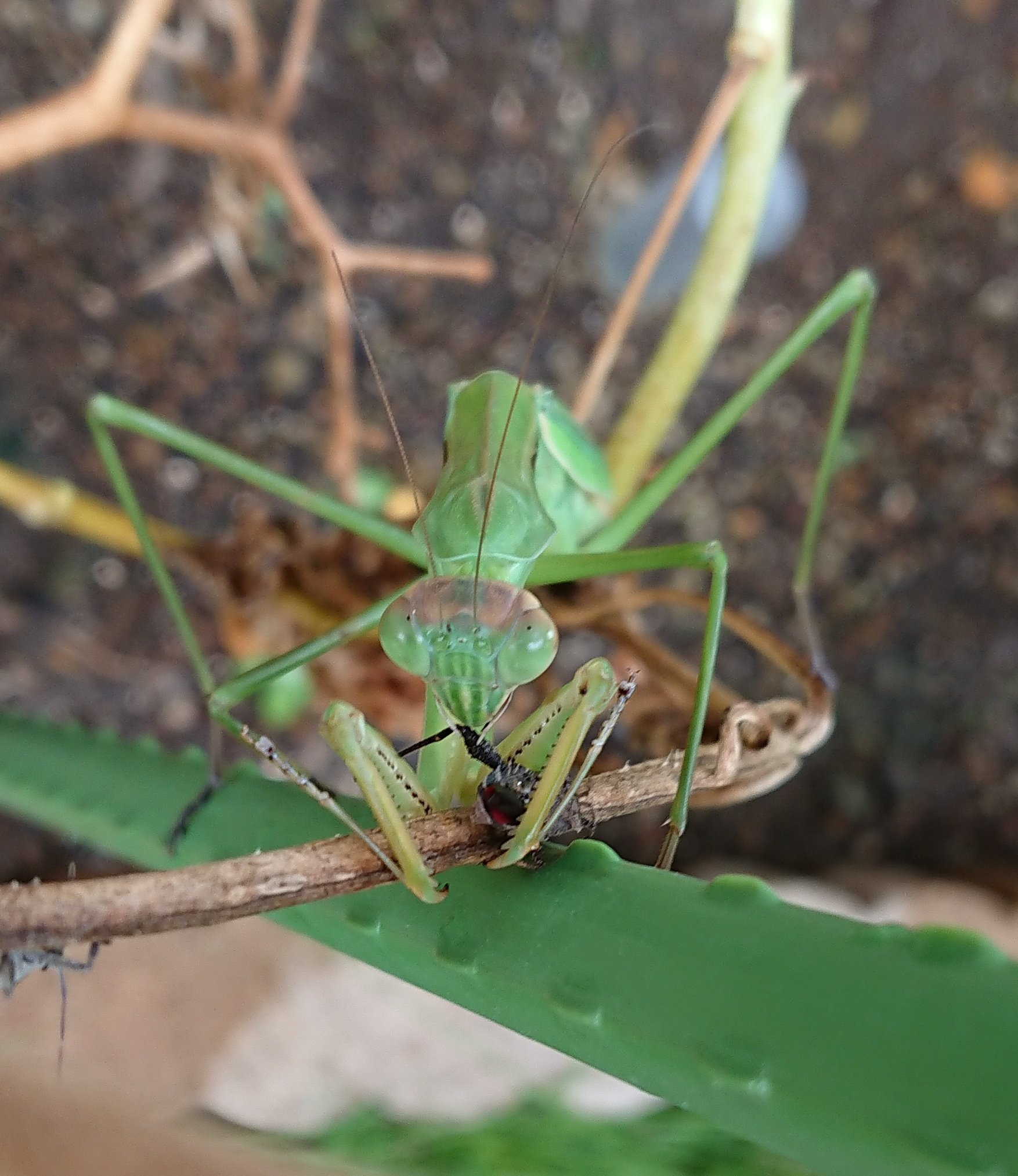 さゆりん 今朝のカマキリ 大葉から枯れかけのミニトマトに移動し 目の前でカメムシを捕まえてあっという間に食べ終わりました カマキリ 捕食 昆虫観察 T Co Kg97ssybpx Twitter