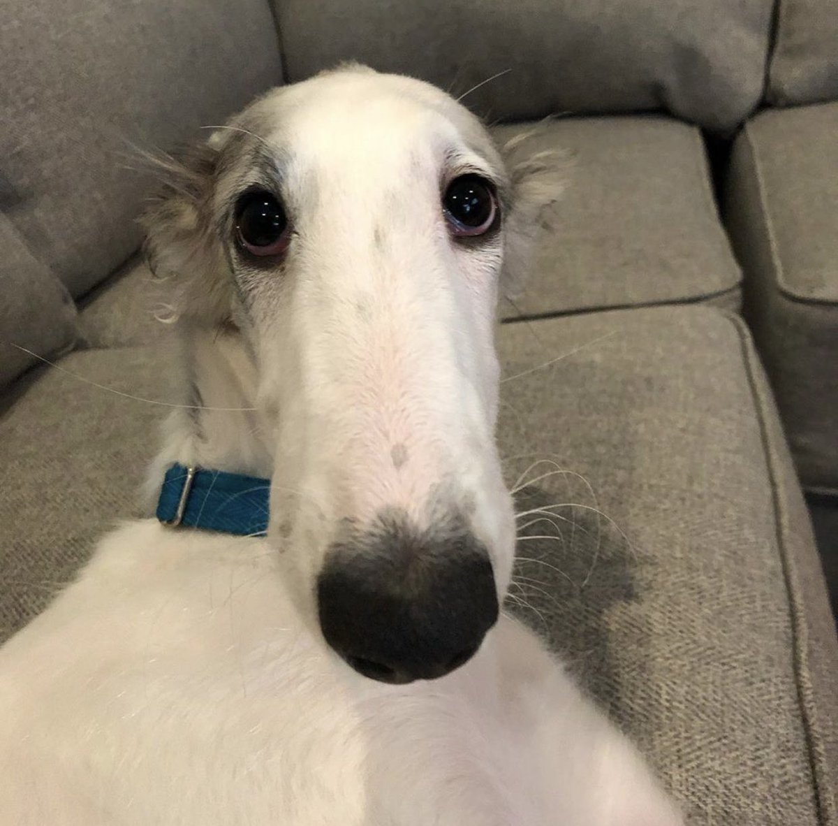 This is Apollo. He was wondering if this selfie makes his nose look big. 13/10