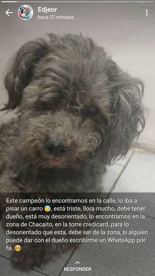 PerroUsuario's tweet image. #EXTRAVIADO RT @yaracalcagno: Difundo. Lo tiene una muchacha llamada Mabel de la zona de Chacaito su contacto es 0414-2619595