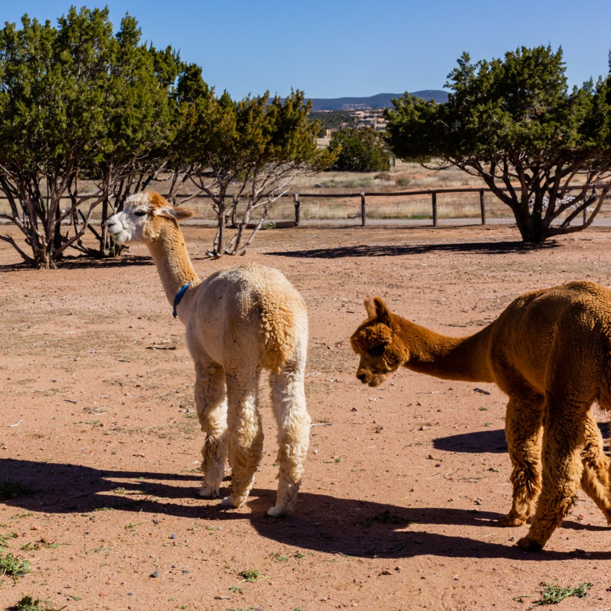 QueSeraAlpacas's tweet photo. Alpaca wisdom: A little fresh air does a lot of good. For everyone. https://t.co/8LqX4NU0ge