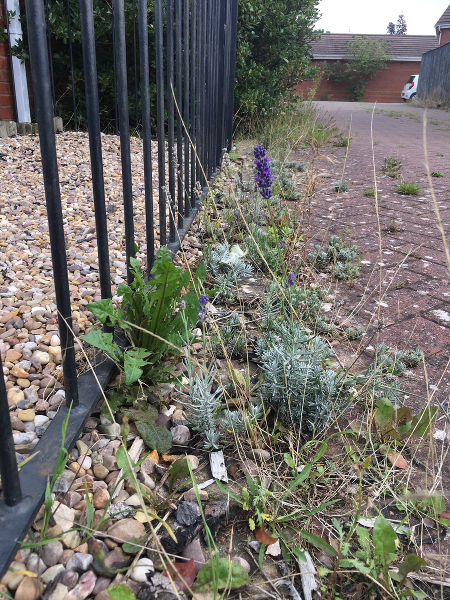 Lavender, not sure which species / variety. Can’t remember seeing this before as  #pavementplants but  @BSBIbotany distribution map shows it’s very common in and around London. Note the remarkable shape of distribution. Botanists or plants  @MickLacey?! https://bsbi.org/maps?taxonid=2cd4p9h.4gw