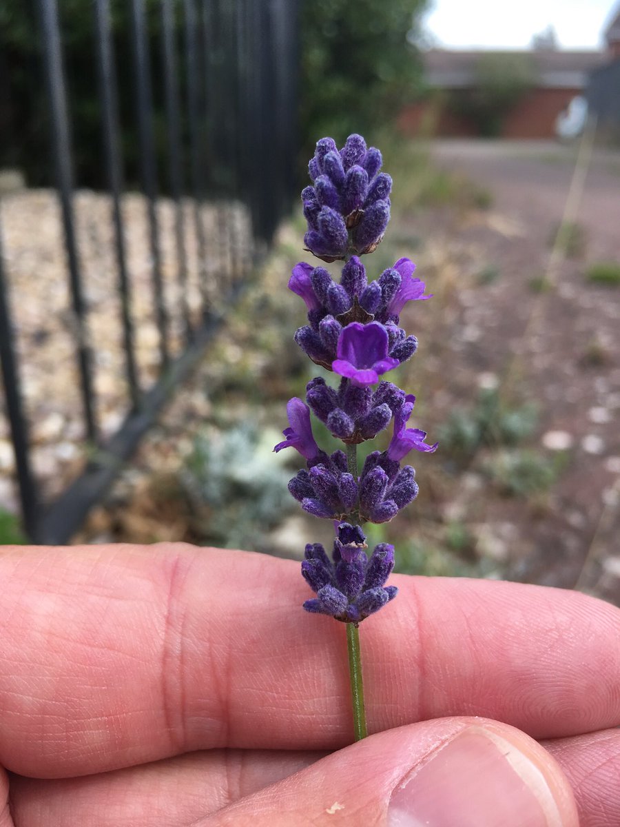 Lavender, not sure which species / variety. Can’t remember seeing this before as  #pavementplants but  @BSBIbotany distribution map shows it’s very common in and around London. Note the remarkable shape of distribution. Botanists or plants  @MickLacey?! https://bsbi.org/maps?taxonid=2cd4p9h.4gw