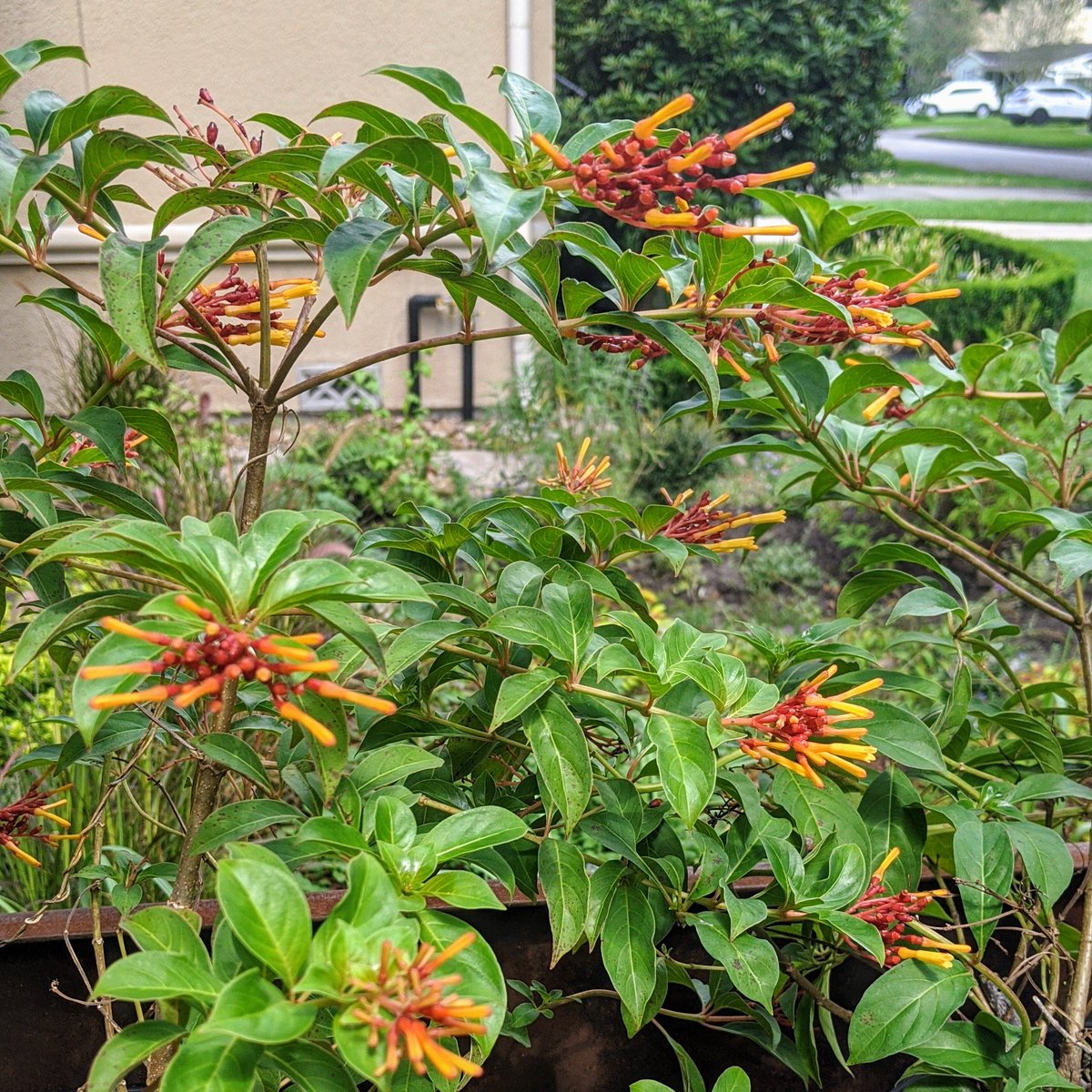 Dwarf Firebush - Hamelia patens The other hummingbird attractor.Also attracting lots of bees. Native and drought hardy.One of my favorites.