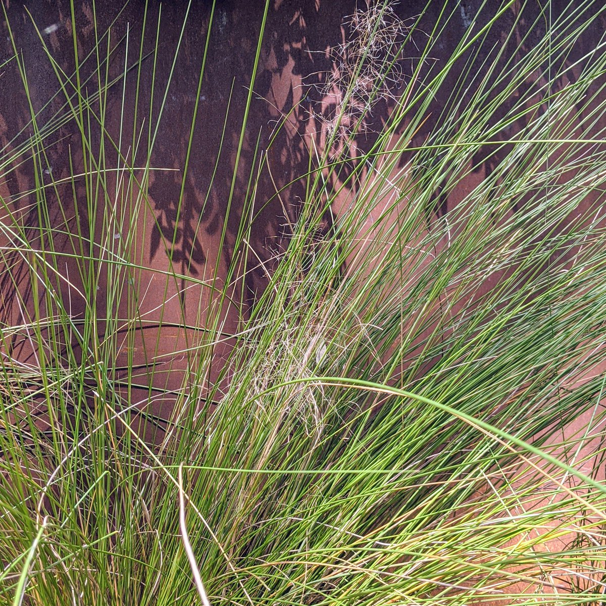 Gulf Mulhy (aka Pink Mulhy) - Muhlenbergia capillarisLocal native grass. Has huge pink bloom when nature. Great as ornamental.A bit hard to find. Snatch it up if you see it. I spent months looking for a local source.
