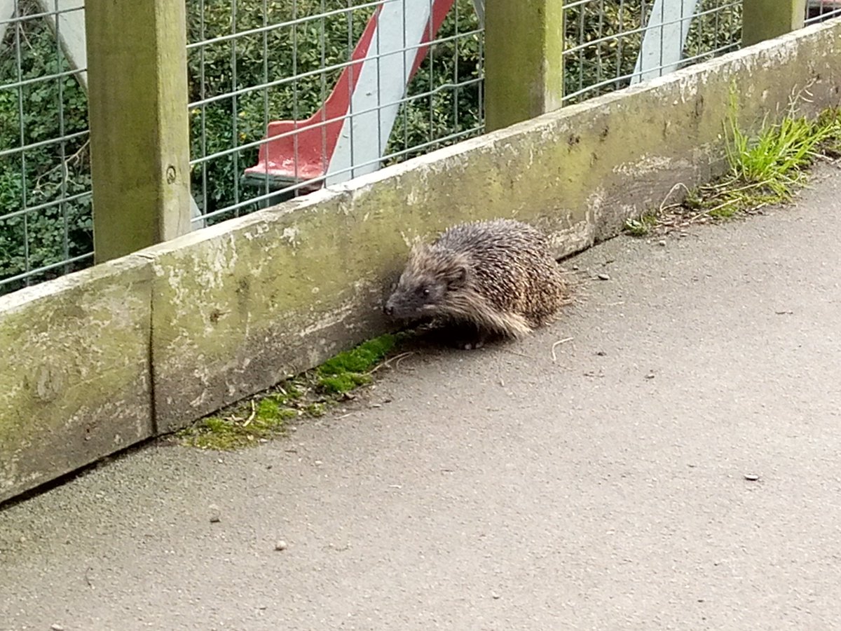 A day of steam engines & hedgehogs @rersteam 😍
#holidaylife #volunteering #Railway #steam #LakeDistrict