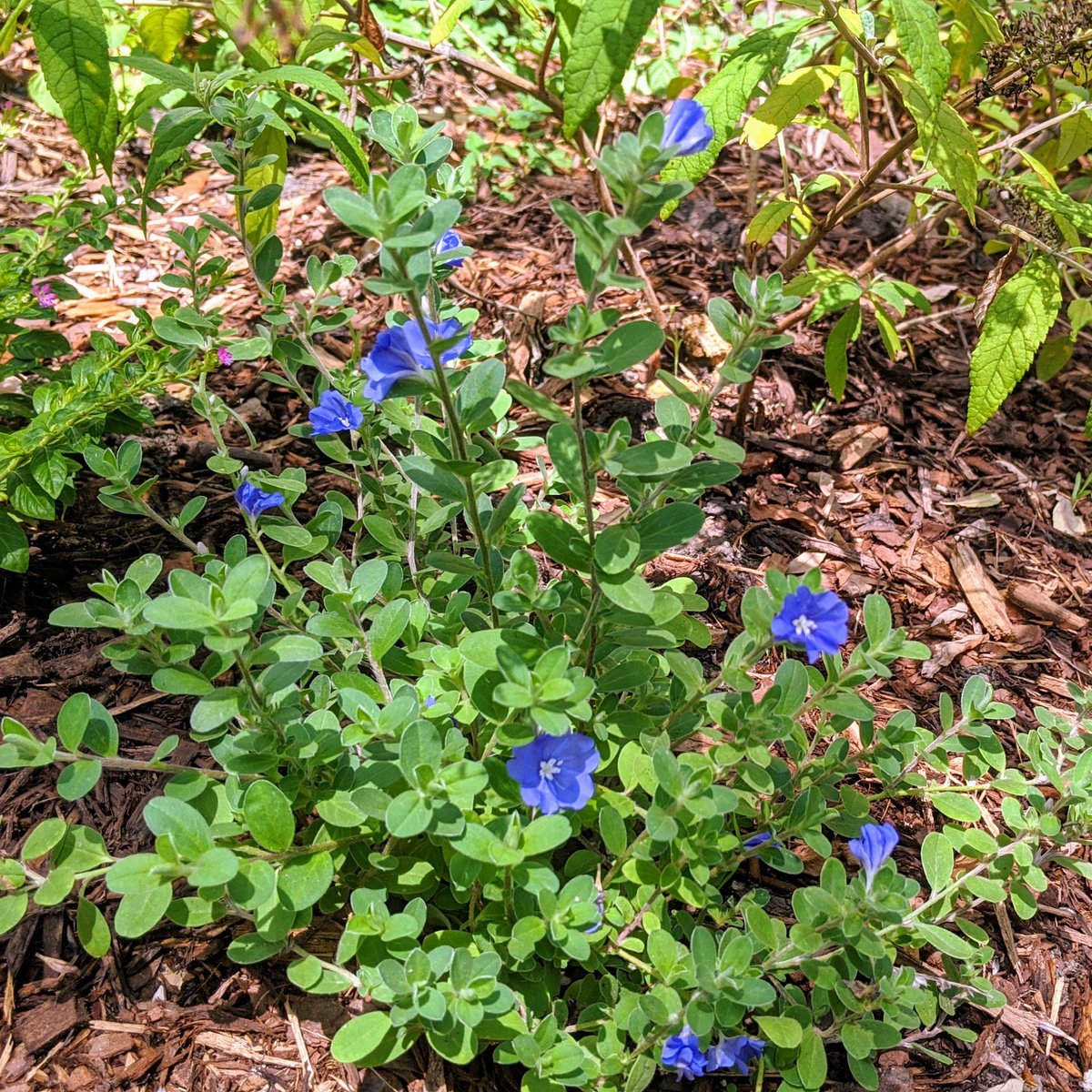 Blue Daze - Evolvulus glomeratusGreat native ground cover. The flowers are the absolute most perfect shade of lapis blue.Not quite as drought tolarent as the other plants.Cheap as dirt. Buy them by the pallet.
