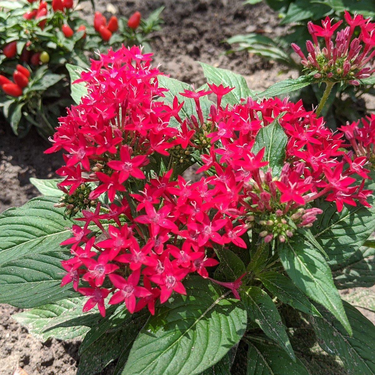 Pentas - Pentas lanceolataNot native, but looks nice. The insects love them.