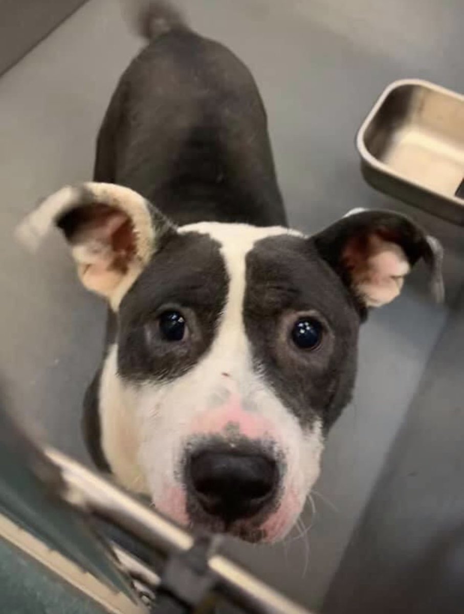 reddogsusie's tweet photo. #TN #MEMPHIS
🆘🆘CODE RED Puddin’ 10mo boy hw- HAS DEMODEX MANGE His tail is a blur, a happy sweet guy who is longing for love &amp; a human to adore! His face is full of hope-let’s get him out of that kennel! Pls #ADOPT #PLEDGE #RESCUE #FOSTER #MASA711
https://t.co/haHWQ4mJT2 https://t.co/EX1CNP44ug