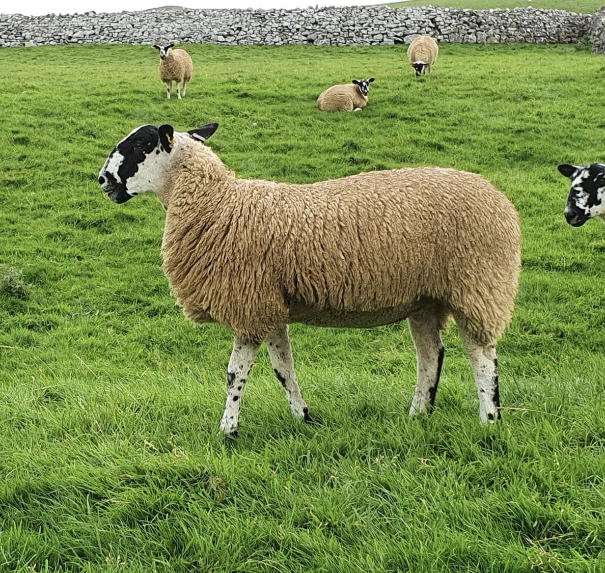 Laura Smithson tweet media