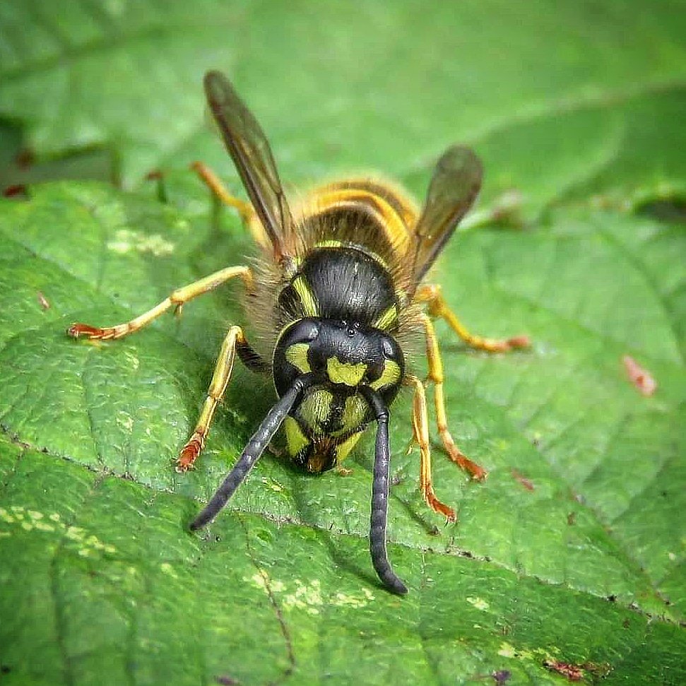 This is a Common Wasp (Vespula vulgaris). Other species can look quite similar but you can identify Common Wasps from the black 'anchor-shaped' mark on their face...
05/09/2020
Highbury Park

#wasp #wildlife #autumnwatch #ActionForInsects
