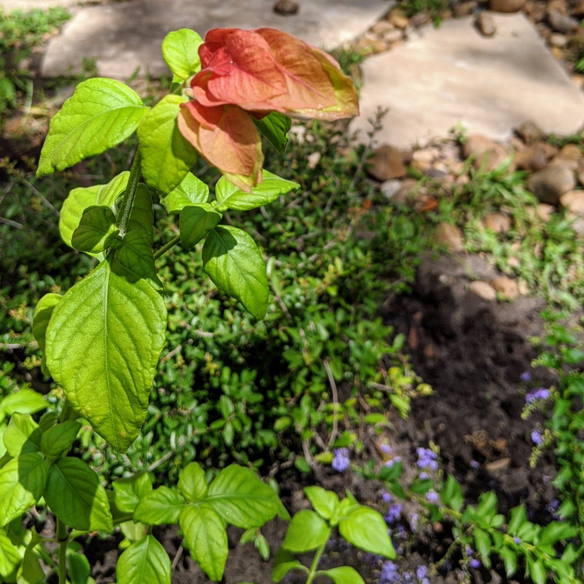 Shrimp Plant - Justicia brandegeanI think it's native-ish.Flowers are beautiful... And look like shrimp.Hummingbird attractor.