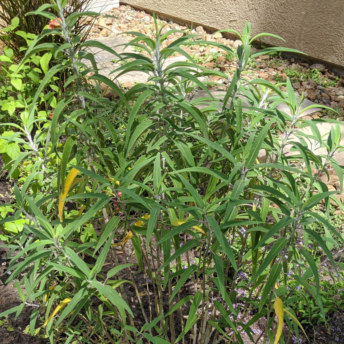 Mexican Bush Sage - Salvia leucanthaNative-ish. Has beautiful purple flowers when mature.