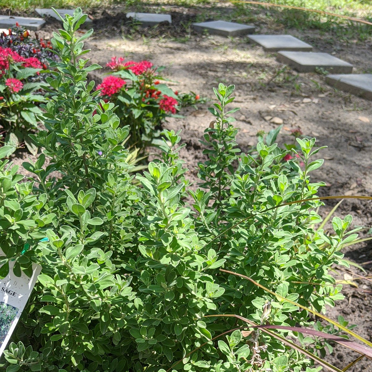 Texas Sage - Leucophyllum frutescensLeaves should be a bright silver color... Not sure why this one is not.Beautiful delicate purple flowers. The bigger bushes at the store were just mobbed by bees and other insects.