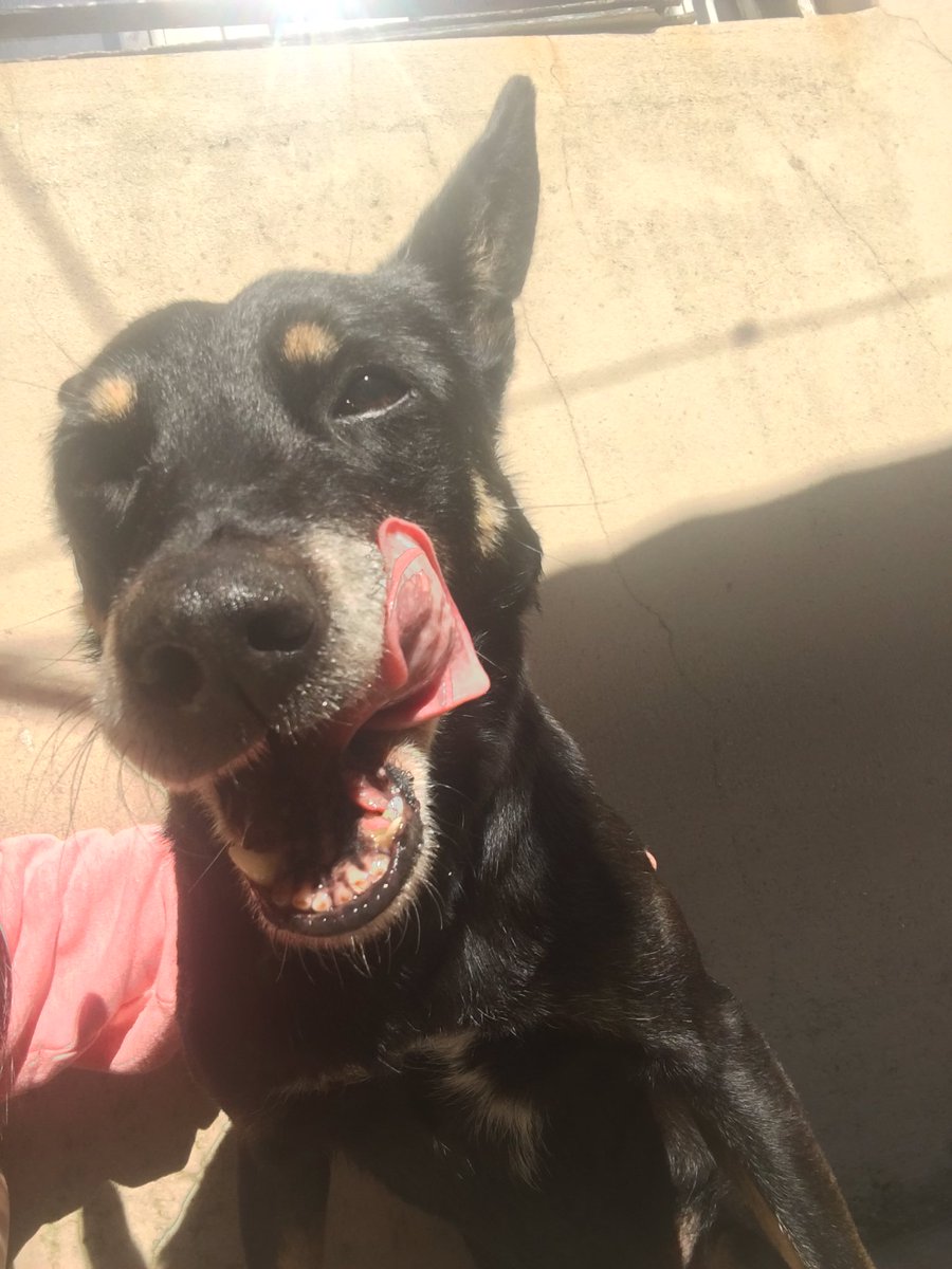 SalgueiroLua's tweet image. me acompañaste 14 años pero ojalá hubiese sido para siempre ❤️ 
fuiste amor puro