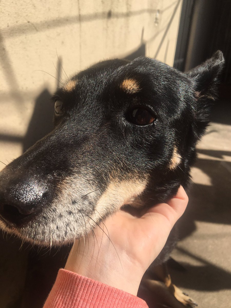 SalgueiroLua's tweet image. me acompañaste 14 años pero ojalá hubiese sido para siempre ❤️ 
fuiste amor puro