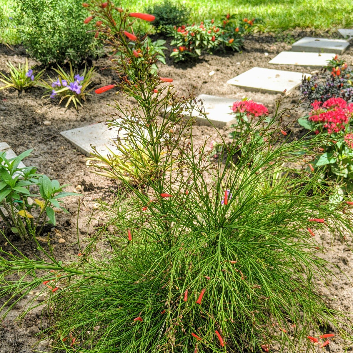Firecracker plant - Russelia equisetiformisNot native, but does very well here.Will be filled with bright red flowers that look like a chain of firecrackers.I found one with white flowers too!