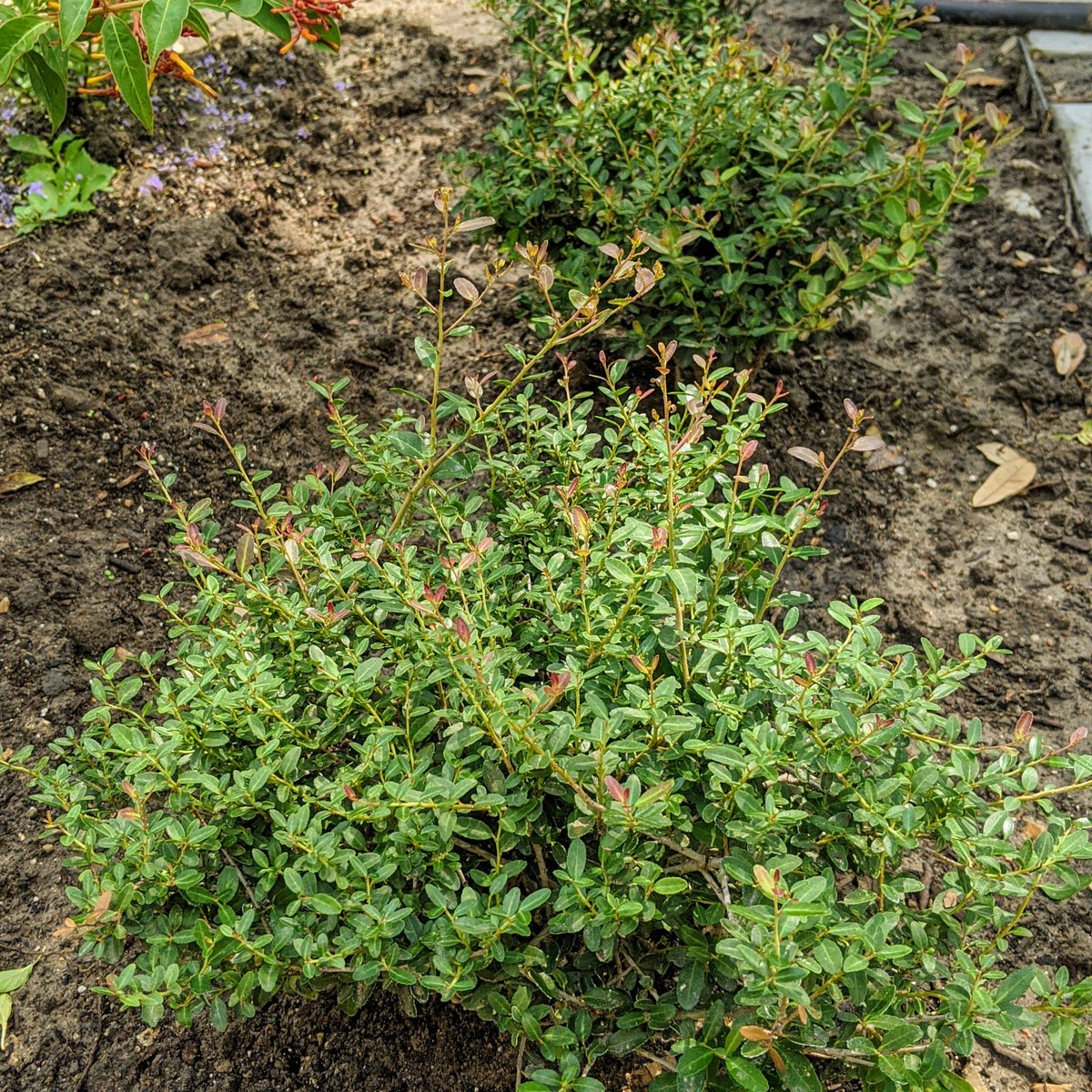 Dwarf Yaupon - Ilex vomitoria 'Nana'One of my favorite native plants because it was important to the Native Americans... and because it's name is VOMITORIA. (look it up)There's local variant called "Pride of Houston" - I'm definitely adding that.