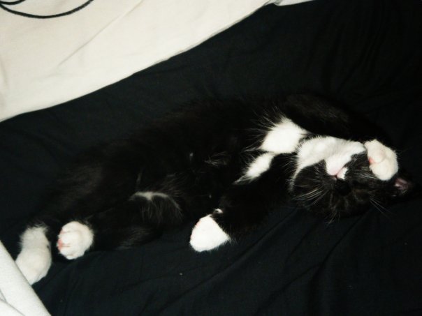 BKOH4062's tweet photo. YAY IT'S JBEAR'S 11th BIRTHDAY TOMORROW !!!
He was the cutest ickle fur baby & I am stupidly excited for him to wake up in the morning & rummage through his pressies & gift bags that will be waiting for him.
๐๐พ๐ป๐พ ๐
#Jani
#LittleBear
#Spudface
#FurBaby
#Birthday
#Love https://t.co/8mBCdECL2a