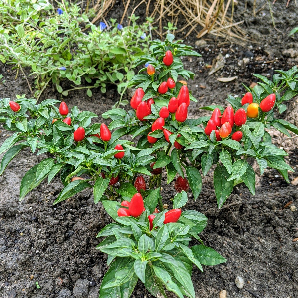 Ornamental peppers - not sure which variety this is... I bought a mix.Definitely not native. But they're pretty and cheap.Supposedly edible, but not very tasty as they are bred for looks and not taste.