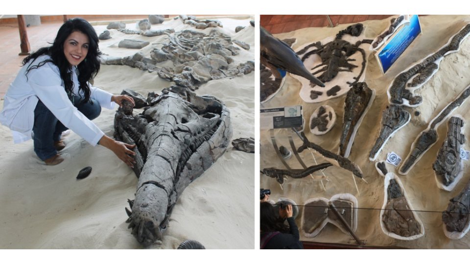Villa de Leyva es uno de los sitios más ricos en fósiles del Cretácico en Colombia y Sudamérica. Allí se han encontrado fósiles de peces, amonitas, reptiles marinos y ¡hasta un dinosaurio!  #Paleontropica 5/16