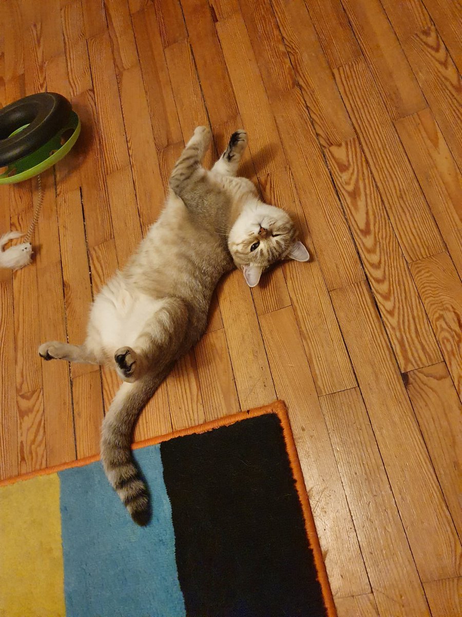 MeowMoeDotCom's tweet photo. My #Derpy #Boy #Immitating the #Toy next to him that he had just #Flipped #Upside down
#Cats #Cat #Kittens #Kitten #Kitty #Pets #Pet #Meow #Moe #CuteCats #CuteCat #CuteKittens #CuteKitten #MeowMoe
https://t.co/BjPj4yzti3 https://t.co/hrZvBEIdl0