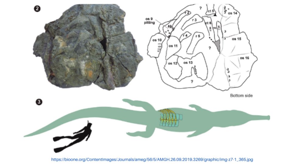 Algo similar ha pasado con fósiles de cocodrilos, y solo hasta hace poco se descubrió uno en Villa de Leyva. Este cocodrilo teleosauroideo tenía una dura coraza, y es el primero de su tipo encontrado en Sudamérica. ¿Qué crees que comían?  #Paleontropica 7/16