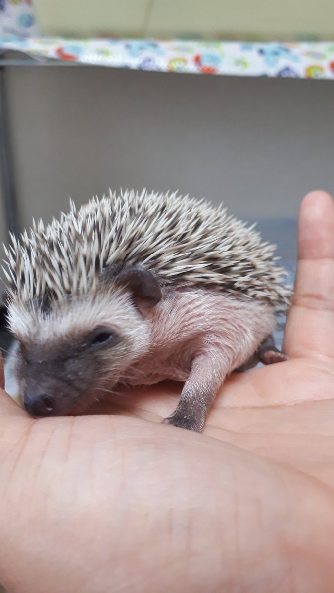 はりねずみの赤ちゃん はりねずみの赤ちゃん