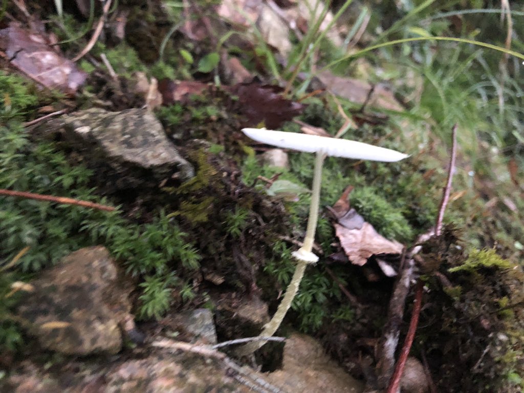 柴犬アンちゃん 菊の花みたいな毒キノコがたくさん生えてた T Co 3m4eaw4hap Twitter