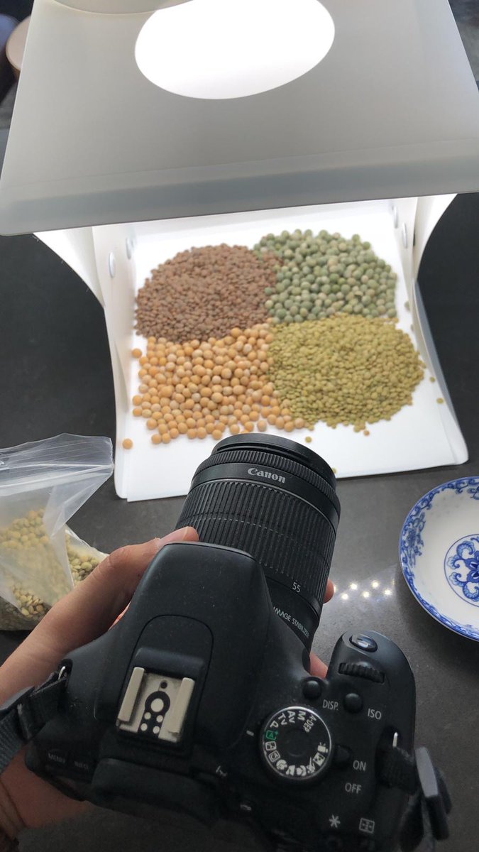 Taking some glamour shots of our 4 "Pillar Pulses"; Small green and red lentils, and yellow and green peas. Agrocorp exports many other types of grain as well, including wheat, flax canola garde specialty peas and large green lentils!