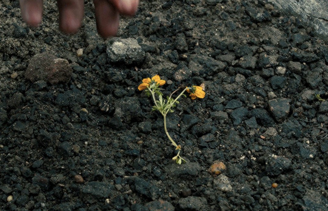 Denis Villeneuve told  @Collider in 2017 that he “wanted to use color in a narrative way like I never did before” and the color yellow “has meaning for me” and is “like a trail you can follow in the movie.” This is the yellow-orange that is present as K’s investigation progresses.