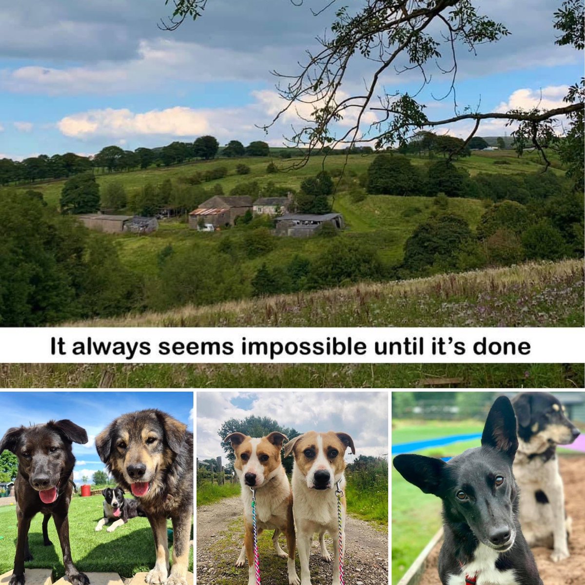 Dogs4Rescue's tweet image. It Always Seems Impossible Until It’s Done - Nelson Mandela            To donate: justgiving.com/crowdfunding/d…

Bank donations: Bank donations: Sort code: 090127 Account Number: 36377736 Santander DOGS 4 RESCUE (click business account) Ref New site