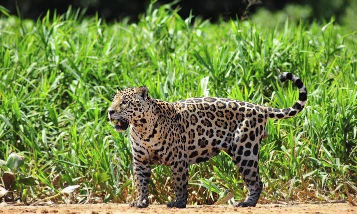 richarlison97's tweet photo. A terra é a nossa maior riqueza #savePantanal https://t.co/SS8k9KxCyg