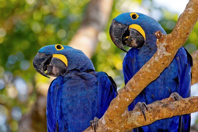 richarlison97's tweet photo. A terra é a nossa maior riqueza #savePantanal https://t.co/SS8k9KxCyg