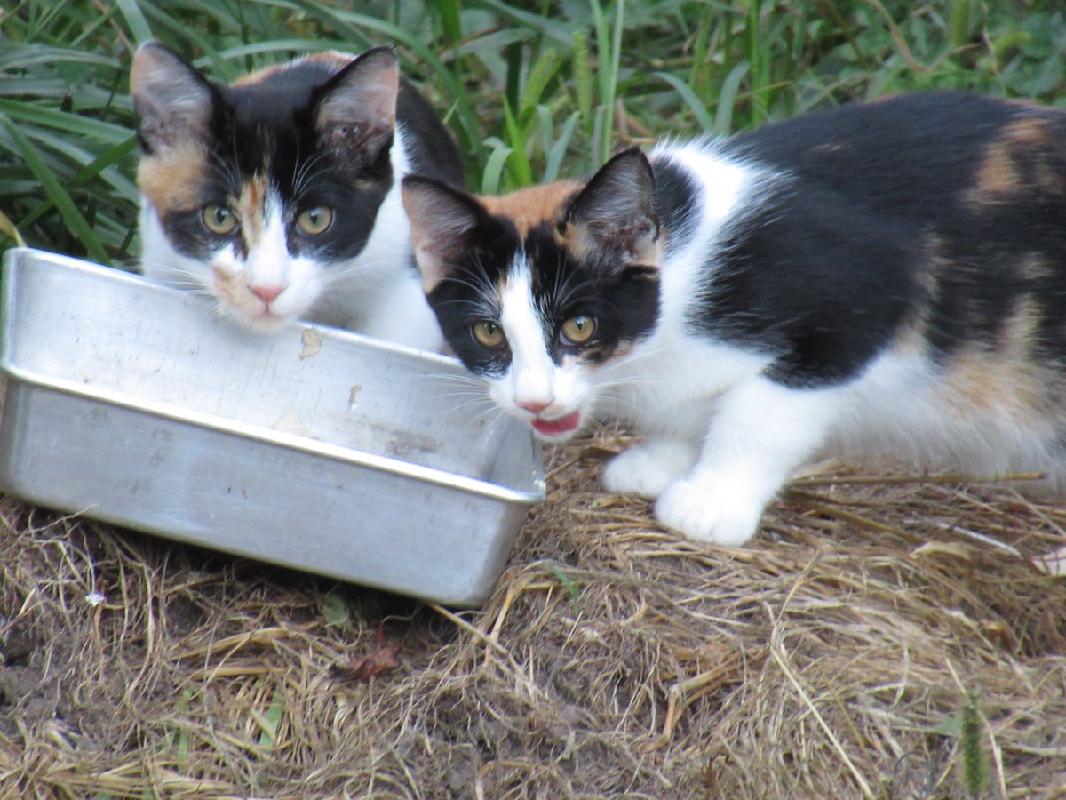 Falconer_Photos's tweet photo. @TrixyTheCalico A pair of calico kittens that are just over 4 months old. They were eating chicken.
#CalicosThursday https://t.co/rjMFdKzUDE