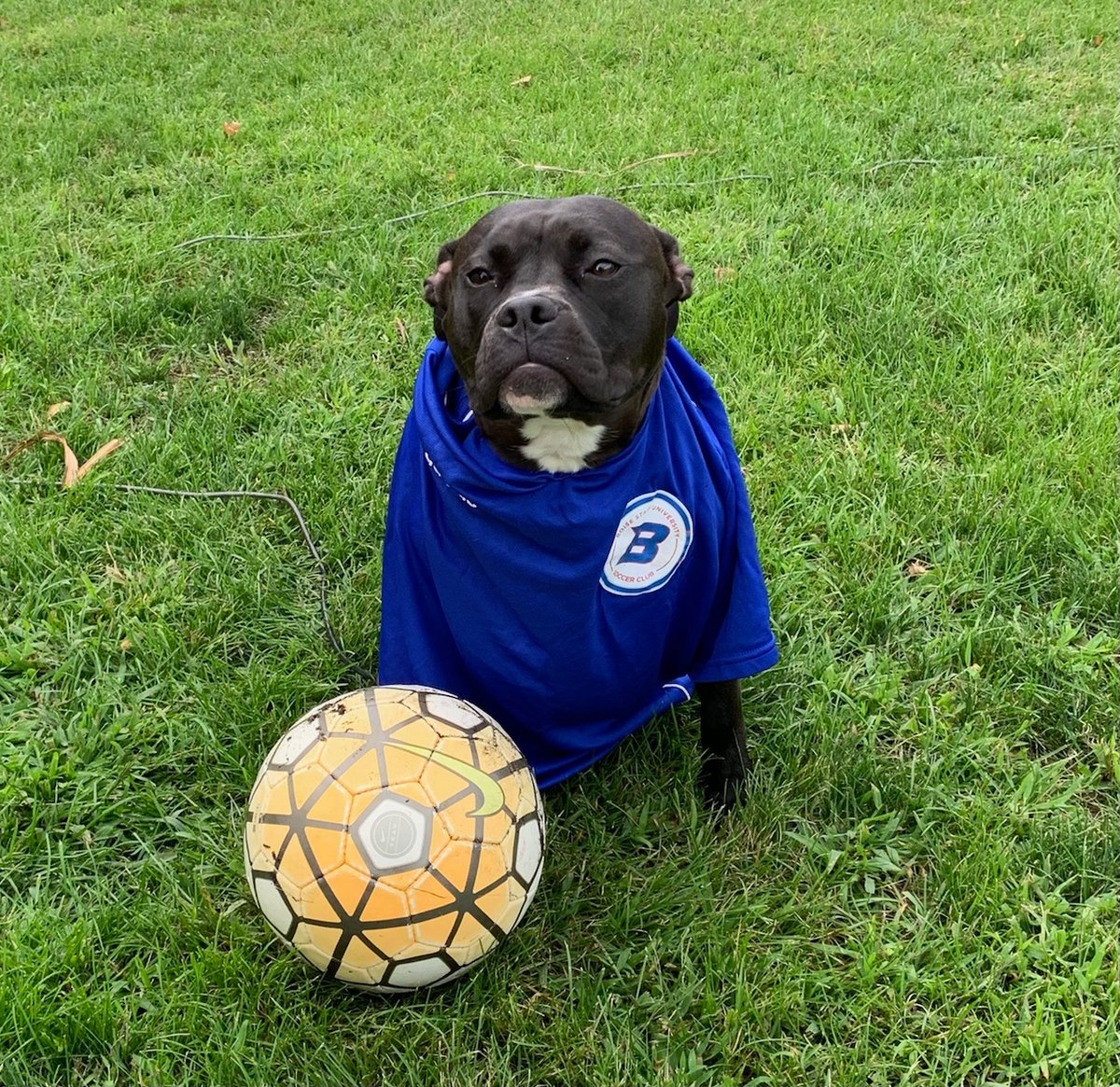 lehno915's tweet photo. The official pup of @bsumsoc wants to see the Men’s Soccer team win that Pet Challenge for @BoiseState #BroncoGivingDay! Can’t possibly deny that face! #BroncosGive https://t.co/aRpKYwH2cv
