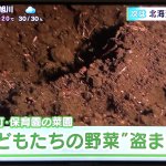 これは許せない!保育園児が育てていた収穫時期の野菜が窃盗された…。