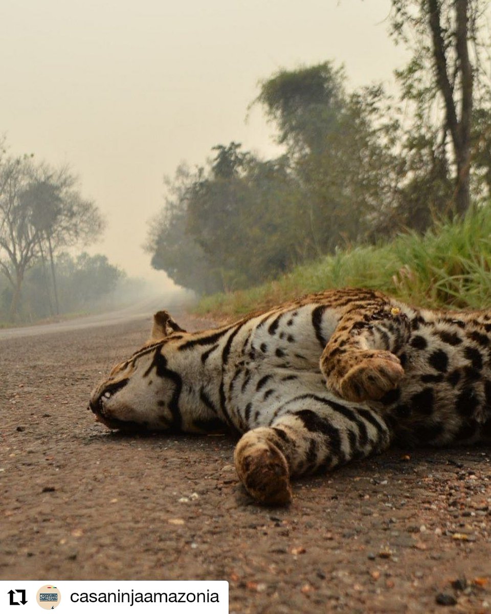 PatriciadoBorg's tweet photo. Our beautiful animals, our environtment is burning at the fastest rates ever...They pretend to fight the fire, they lie...it's urgent to make them stop! #saveamazon https://t.co/XbfBMy3E5v