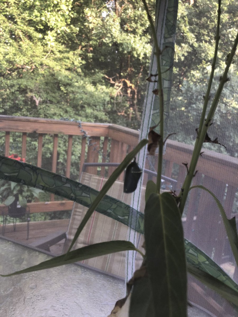 Patiently waiting for my butterflies!  Getting close!  <a href="/Mrs_DePeralta/">Lindsay DePeralta</a> <a href="/BonnieBraeES/">Bonnie Brae ES</a> <a href="/BBES105/">Mrs. Russell's Class</a>