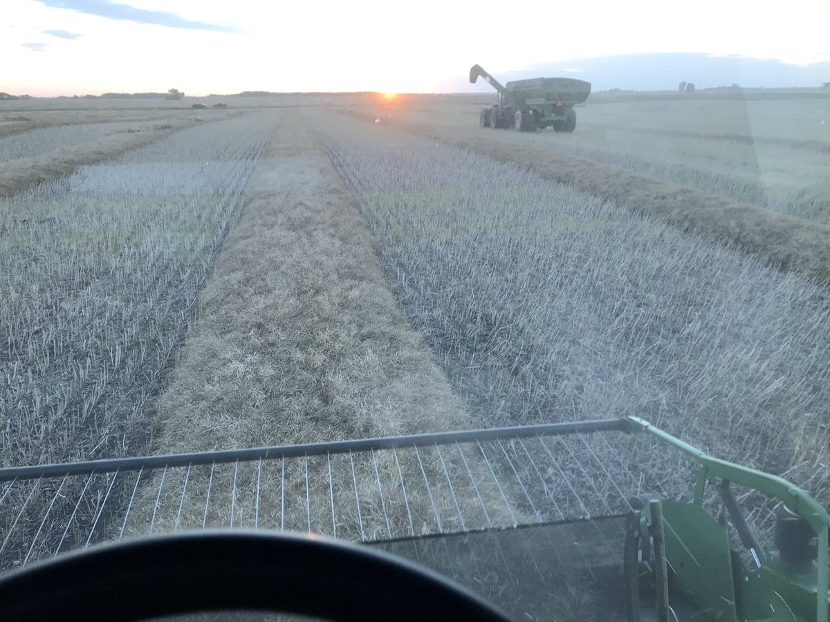 RonKrahn's tweet photo. @CanolaGrowers #canolachat. Did our canola variety trial last night with my favorite second kid. Treats from the seed company. Even got the #farmswag going on. Only thing missing was Justine and the Lepp/Krahn kids filming another video! https://t.co/yG5vxuciwz