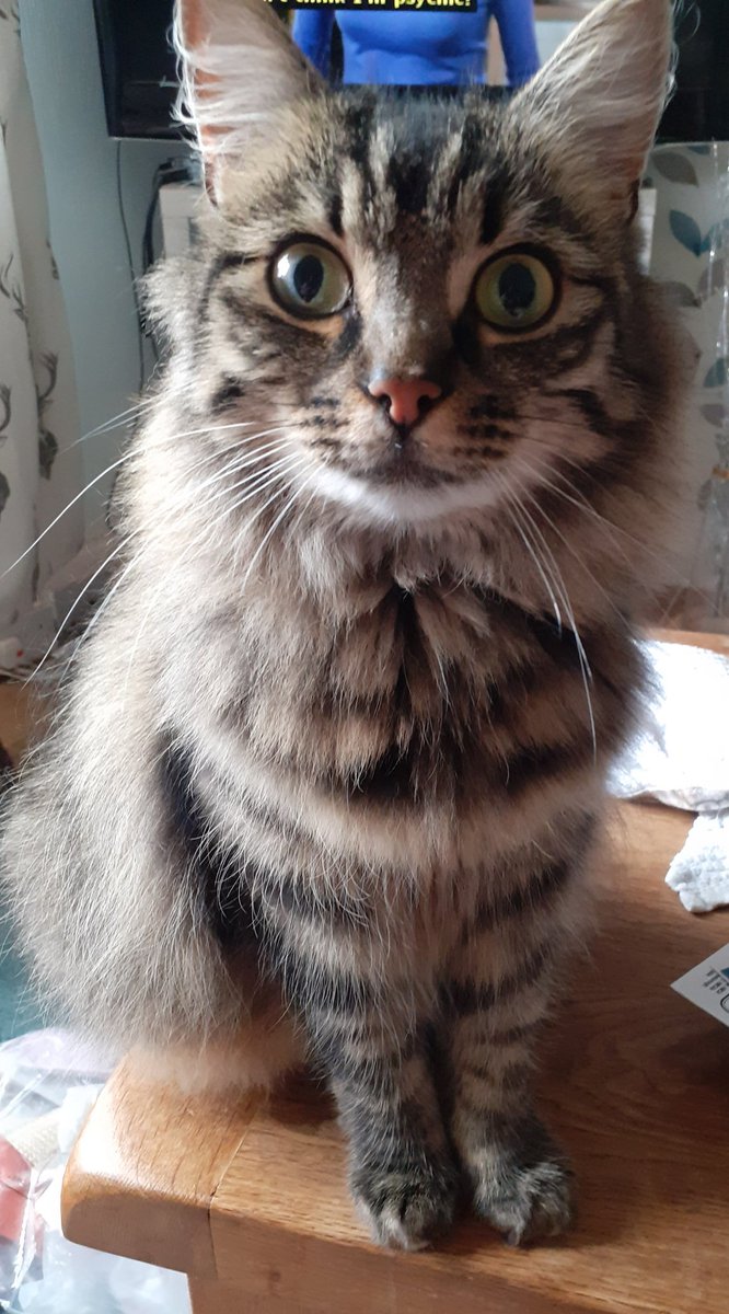 tallyeti's tweet photo. Because being stared at and silently judged isn't creepy at all https://t.co/5HcEKNUofK