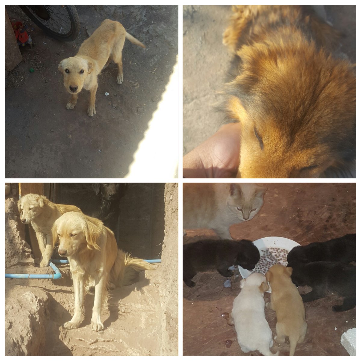 MrRidick's tweet photo. @NoticieroAnimal 3 numeros comprados de 30 (6,16,24) valor 1500 cta rut banco estado 16.701.871-8 manuel lobos ,premios en comentarios  ..rifa para alimentacion y insumos de perros rescatados https://t.co/qbItDfIIt6
