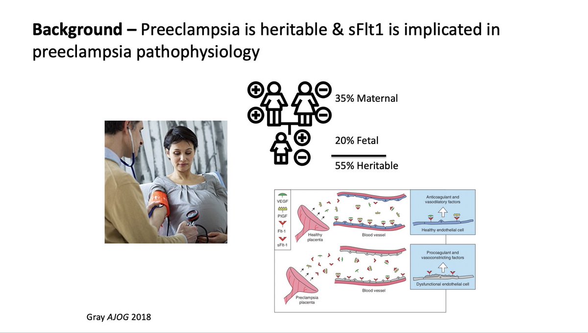 SOAPHQ's tweet image. #GertieMarx #3 - David Combs #SOAPAM2020 - identification of fetal genetic variants associated with FLT1 transcription and preeclampsia