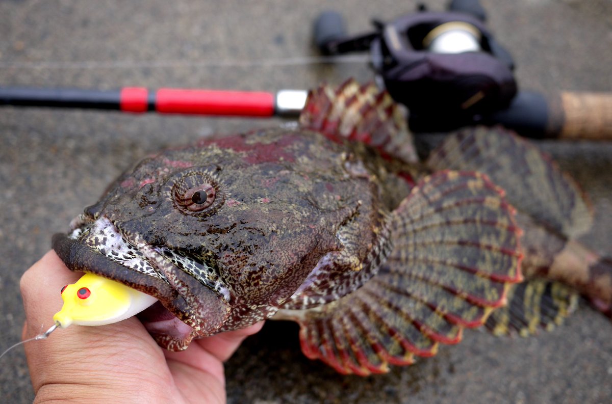 カジカ釣り