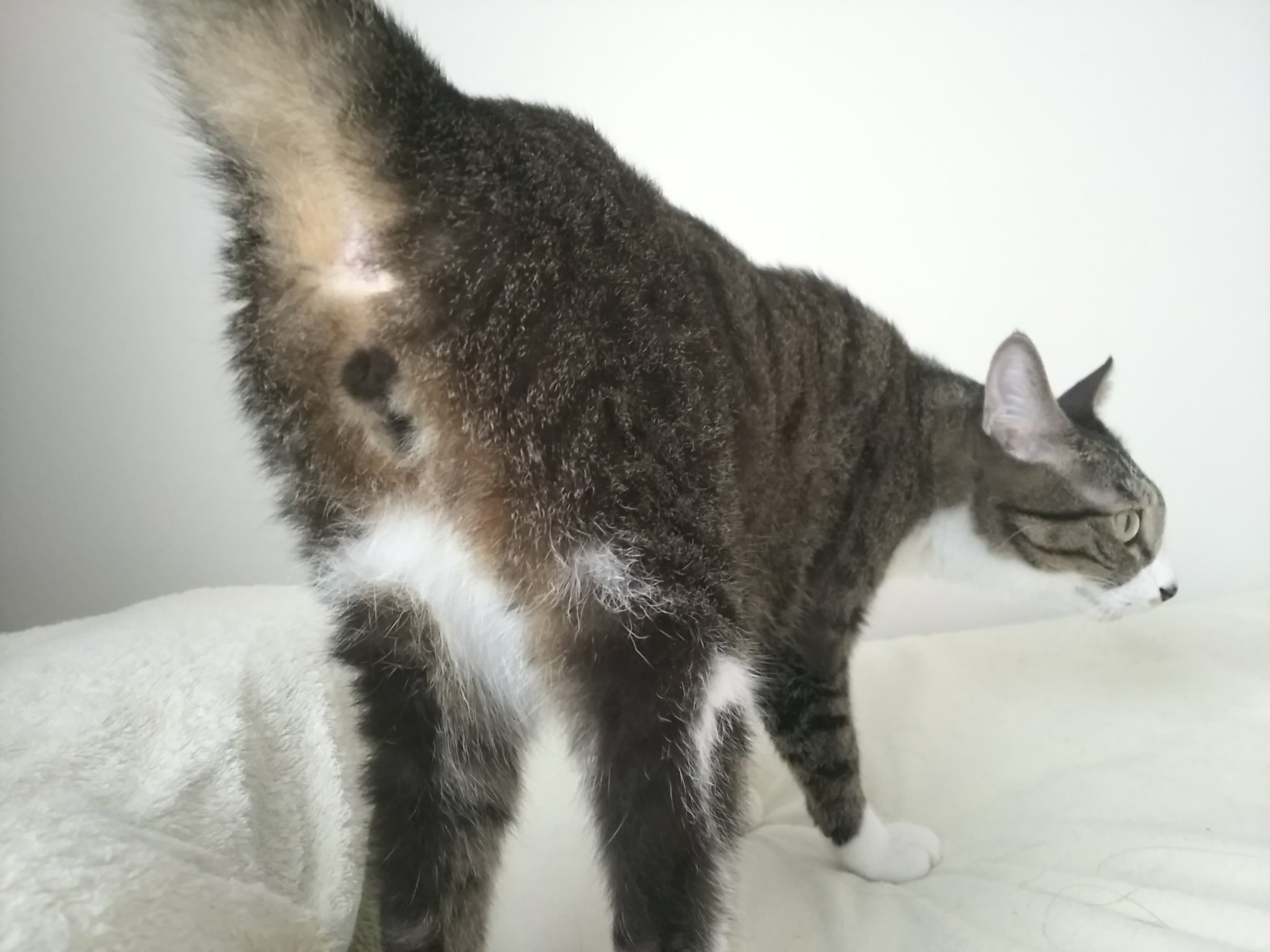 しずこ猫 on X: 