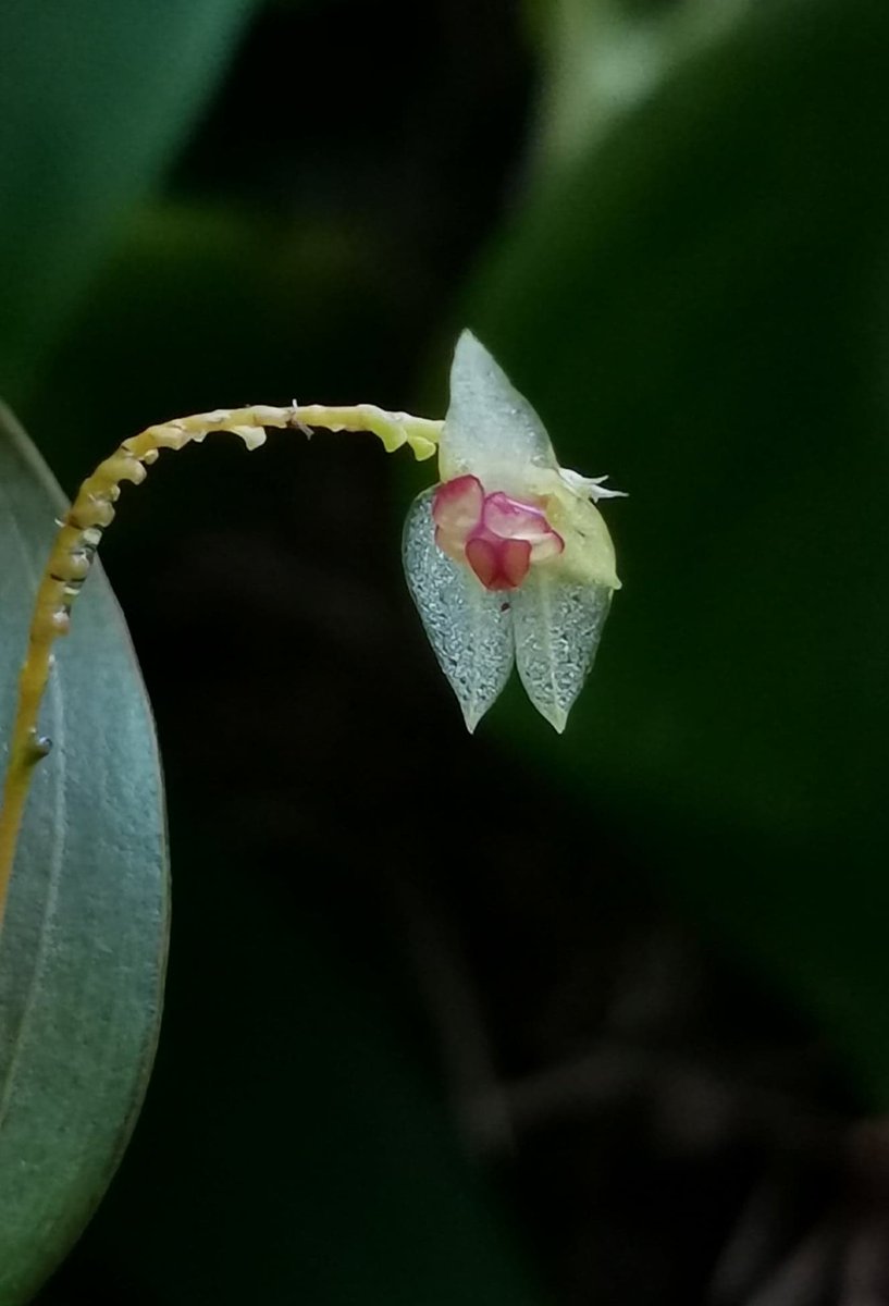 UtuOrchids's tweet photo. @UtuOrchids 

Some sensibility and charm from Venezuela

#Lepanthes imitator, southeastern Ecuador at elevations around 2150 to 2480 meters, cloud forests 

Flower size 8 mm

Photo: Janne Aho https://t.co/l5NpQNnbVz