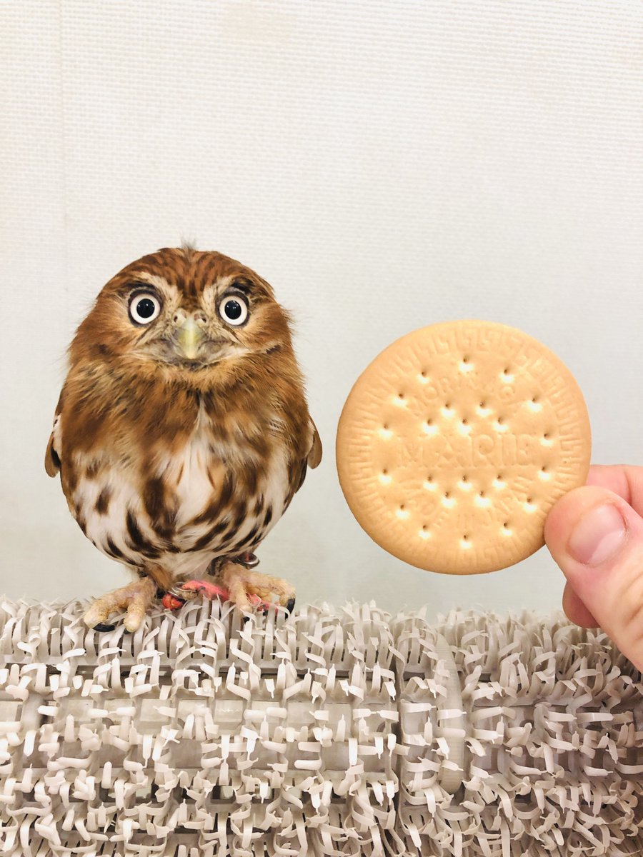 アキバフクロウ フクロウカフェ 東京 Owl Cafe Akiba Fukurou V Twitter 伝統的なマリービスケット 直径6cm と海老ちゃんのコラボ ミニミニサイズ海老ちゃんと 皆様のご来店をお待ちしております 営業時間 12 00 18 00 Google Map T Co